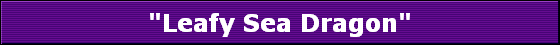 "Leafy Sea Dragon"