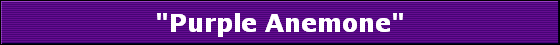 "Purple Anemone"